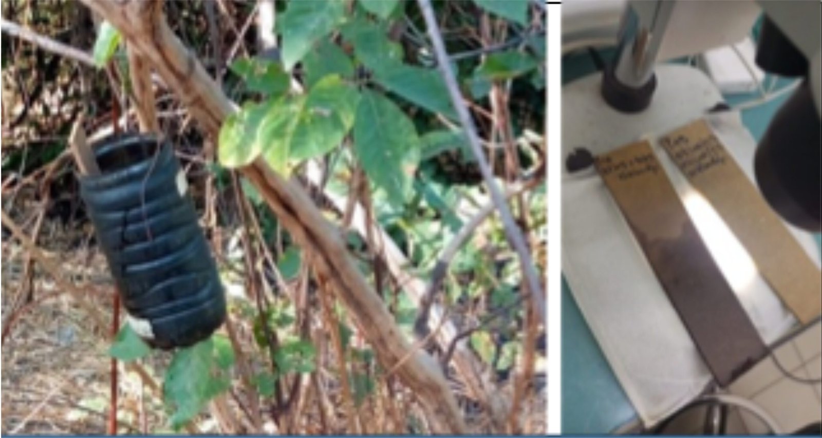 Black mosquito egg-laying trap hanging from a tree, and another image of microscope slides with collected samples being analyzed