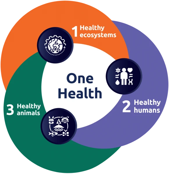 A Venn diagram showing the One Health concept, linking healthy ecosystems, healthy humans, and healthy animals